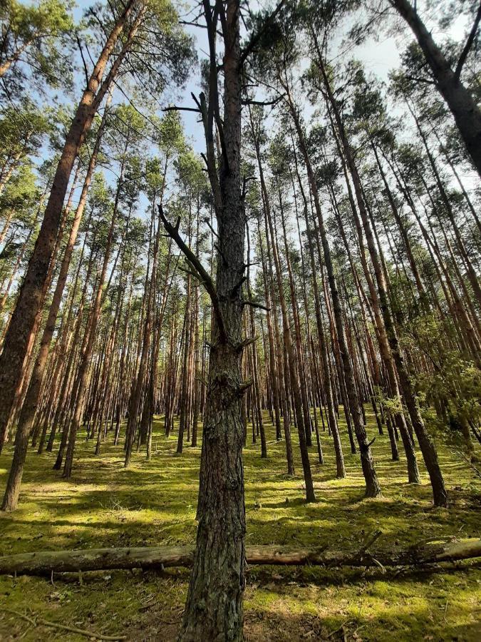 Willa Woodland - Dom Z Sauna I Balia Kamienczyk  Zewnętrze zdjęcie