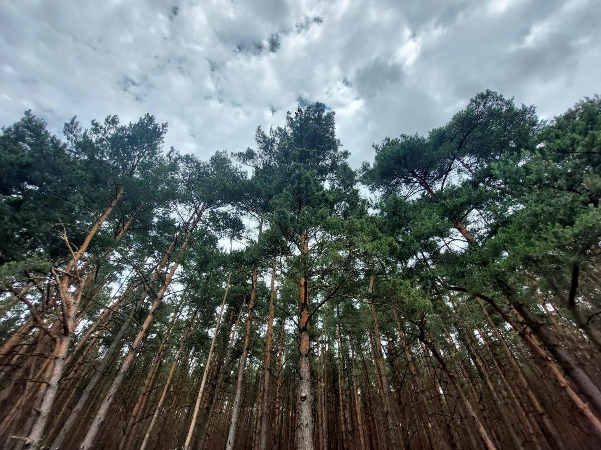 Willa Woodland - Dom Z Sauna I Balia Kamienczyk  Zewnętrze zdjęcie